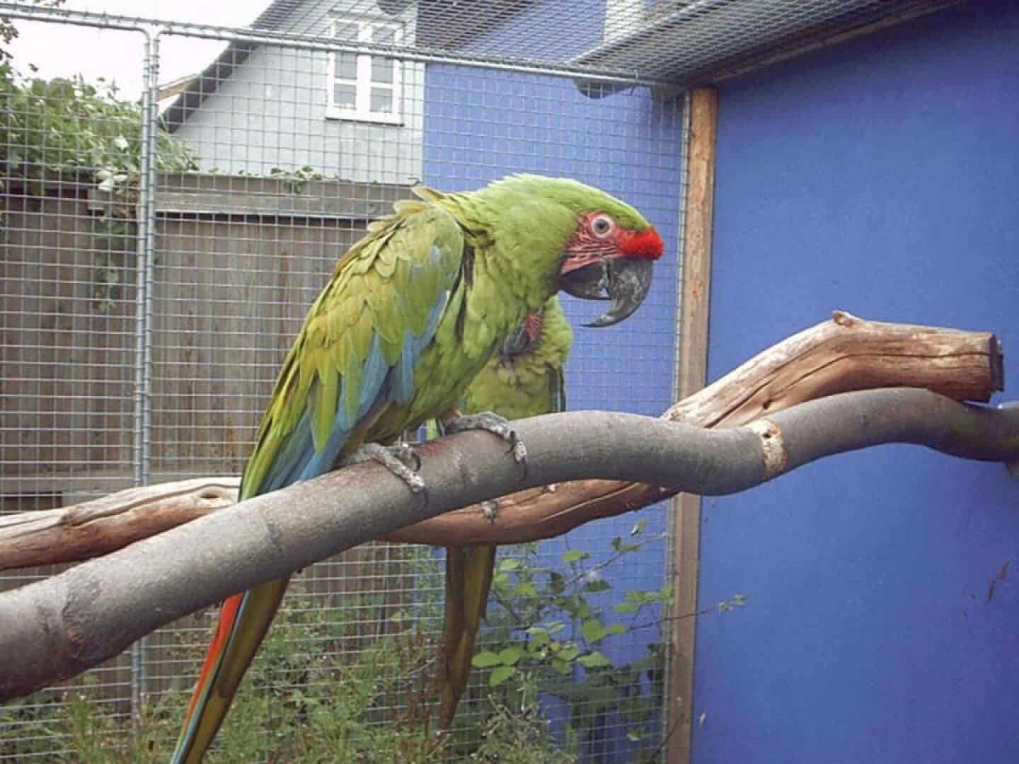 Hvem nøje tåbelig Værdifuld papegøje stjålet | faa.dk