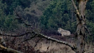 Politiet modtog i april to politianmeldelser mod blandt andet Klelund Plantage, fordi tre ulve går i et indhegnet område sammen med deres byttedyr, såsom rådyr. Arkivfoto: Kasper Bertelsen