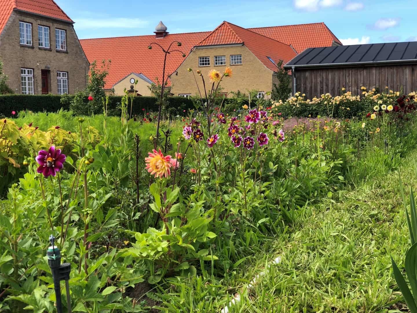 Annabell Flyttede Fra København Til Familiegården På Fyn Nu Har Hun Brugt Fem Måneder På At 