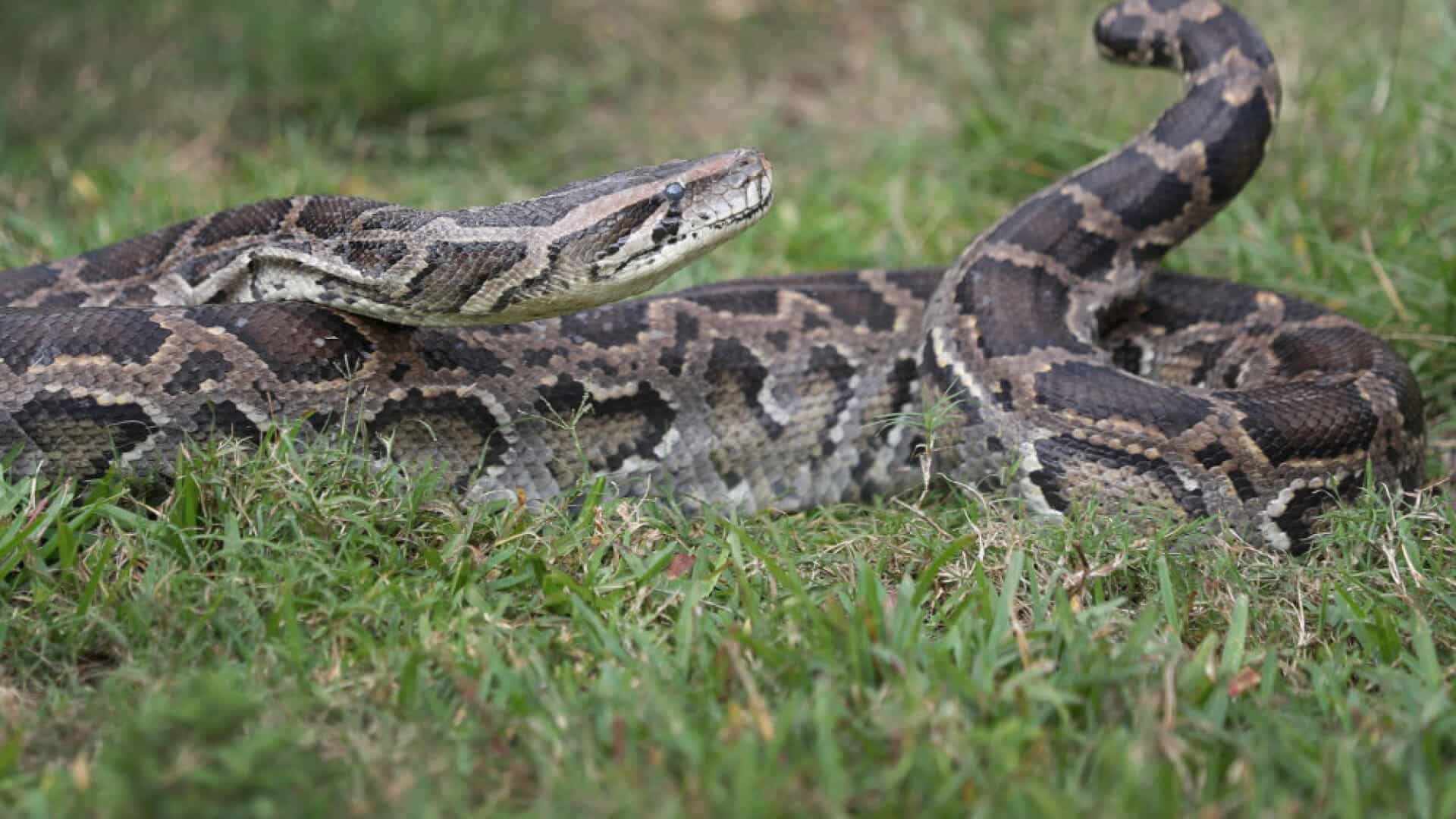 Konge Python Kvinde finder kongepyton på gaden i København | avisendanmark.dk