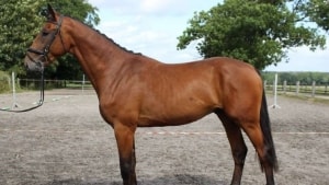 Den kendte dyrlæge og hesteavler Jens Kvist' sidste heste bliver solgt på net-auktion hos Campen Auktioner tirsdag 14. september. Pressefoto