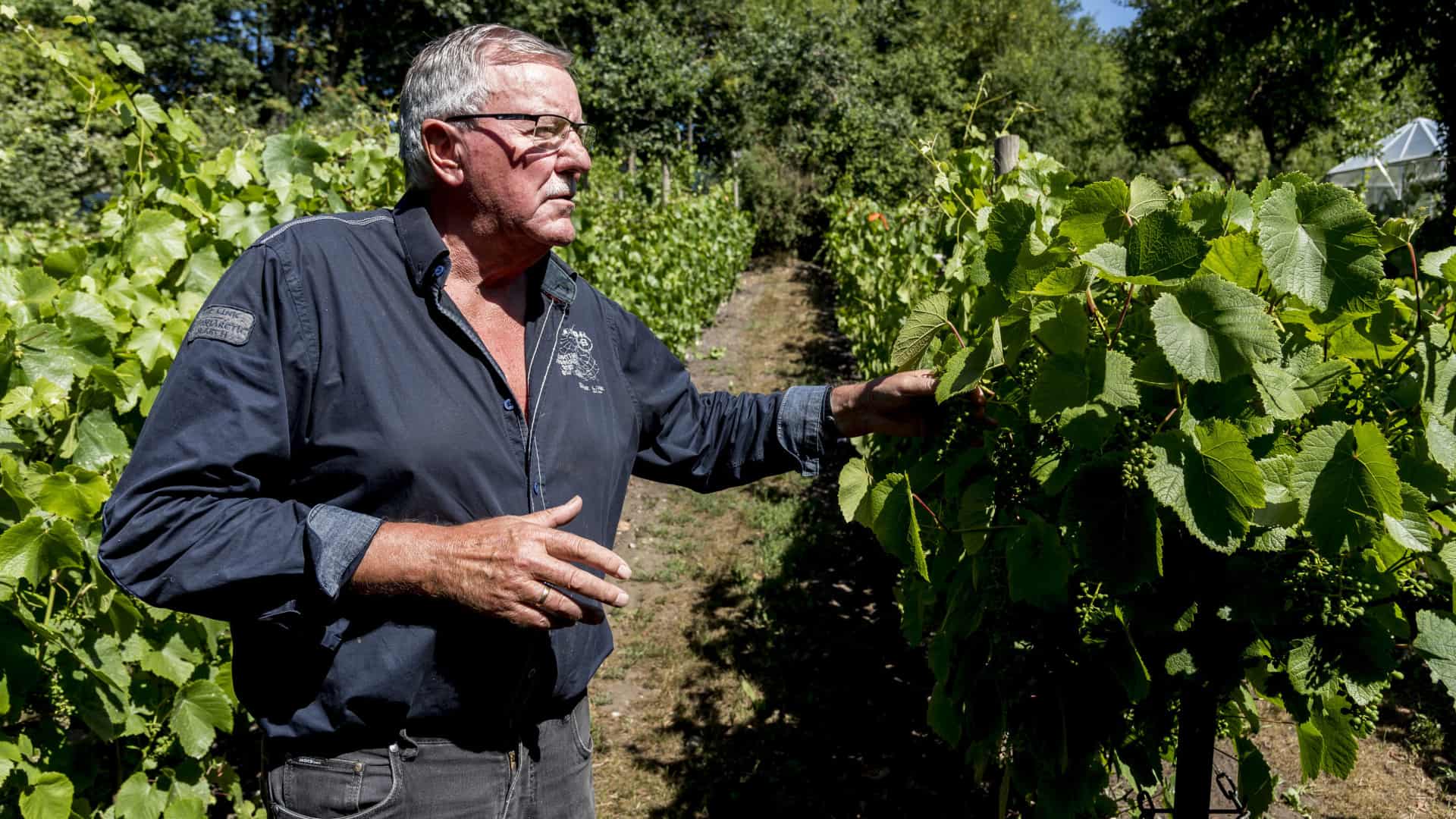 Lokal vinavler blev årets vinbonde | ugeavisen.dk