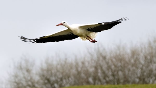 Yderst sjældne på Fyn: Her blev der set storke på Fyn