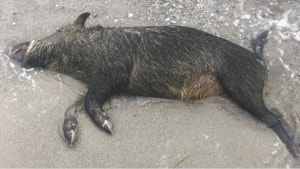 I alt fem døde vildsvin er skyllet op på Ærøs kyst. Foto: Louise Nørup