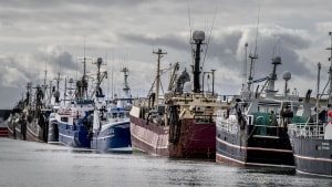 Flere fiskefartøjer fra Thyborøn er involveret i sagerne om grove ulovligheder. Der er dog ingen sammenhæng mellem fartøjerne på billedet og sagerne. Foto: Morten Stricker