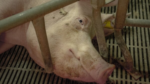Afsløring: Åbne sår, bid og akutte aflivninger i fynske grisestalde