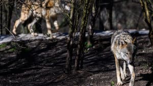 En ung hunulv og en hanulv er i weekenden blevet dræbt ved et sammenstød med køretøjer i det midtjyske. Det vurderer patologer efter en obduktion af de to dyr. (Arkivfoto). Foto: Ida Marie Odgaard/Ritzau Scanpix