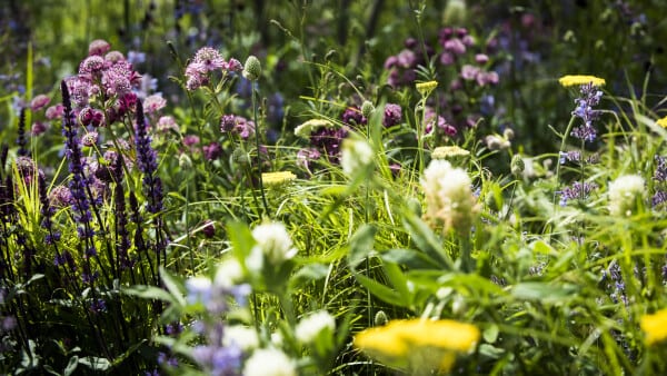 Kommunen vælger danske stauder og blomster