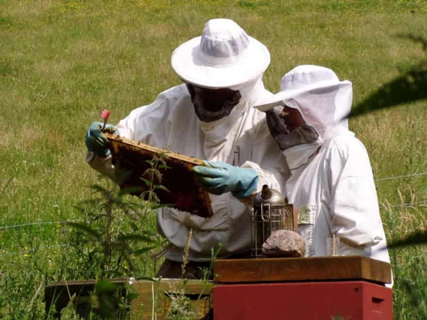 Uganda Banke Encyclopedia Drømmen om egen honning: Lær biavl af kendere | vafo.dk