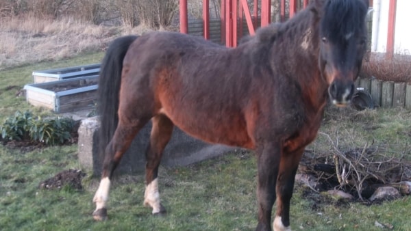 Hesten Dusty brød ind i folks haver: Det kostede ejeren 14.000 kroner