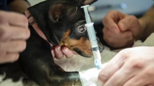Den tjekkiske rottehund Bella får lidt at sove på, inden operationen hvor hun skal steriliseres. På Fredericia Dyrehospital steriliserer de omkring 210 hunde og katte om året, mens 290 bliver kastreret. Foto: Peter Leth-Larsen
