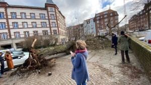Lørdag formiddag væltede det 100 år gamle piletræ på Frederiksbjerg Torv. Heldigvis blev ingen ramt. Foto: Denise Kristensen