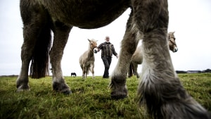 Mandø: Mandøs største turistoperatør går på pension og holder udsalg af ALT, de har i butikken: heste, kød, vaders med mere. Foto: Martin Ravn