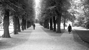 Stien, der går mellem den gamle lindetræsallé, som stadig findes i Rådhusparken, var i sin tid en sti hen til kirkegårdens kapel. Foto: Stadsingeniørens Kontor, 1930-1938, Aarhus Stadsarkiv.