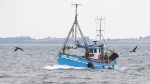 En række aktører, herunder også fiskeriforeninger, har indgået en aftale om en frivillig fredning af et otte kvadratkilometer stort havområde i Tybrind Vig i Lillebælt. Fredningen står på i en femårig periode. Arkivfoto: Peter Leth-Larsen