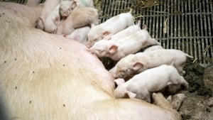 En samlet branche lancerer en ny vision for fremtidens griseproduktion. Et af målene er, at soen skal være løs, når pattegrisene ligger og dier. Foto: Morten Pape
