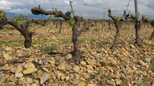 Gamle vinstokke på stenet grund i Rioja. Foto: Wiki Commons/Art Anderson