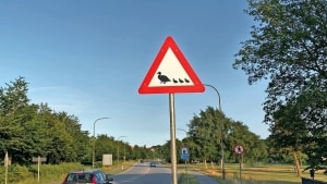 Skiltene med afbildninger af en andefamilie advarer nu bilisterne på Omkørselsvejen om, at der kan være gæs på vejen. Foto: Larz Grabau