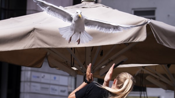 Se video: Måger stjæler mad for en formue - café ved åen har ansat en mågevagt