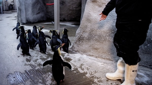 800.000 har set videoerne: Zoos pingviner gået viralt på måde | fyens.dk