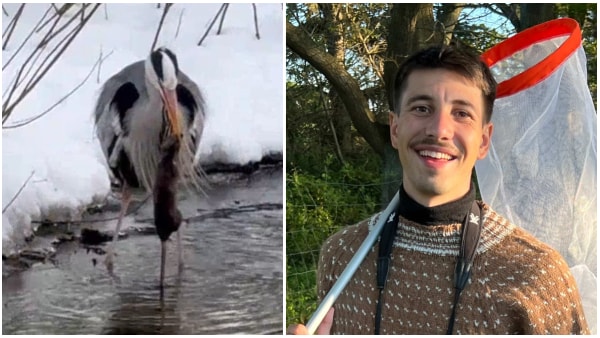 Se vild video: Fiskehejre dræber og sluger stor rotte midt i Odense