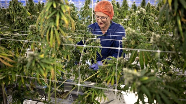 Cannabis-fabrik skruer op for varmen efter 'kold tyrker'