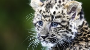 I 2012 blev der født to nordkinesiske leopardkillinger i zoologisk have i Berlin. En af dem ses på billedet her. I Ree Park Safari ved Ebeltoft er i februar blevet født to leopardkillinger af samme race. Arkivfoto: Markus Schreiber/Ritzau Scanpix