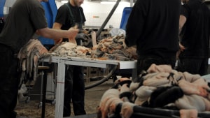 Fra på lørdag går 200 letter i gang med at pelse 800.000 mink på Sydvestjysk Pelscenter i Varde. Arkivfoto: Henrik Reintoft