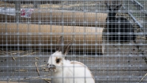 Kaniner er ifølge dyreværnsorganisationen Dyrenes Beskyttelse ikke et væsentligt lettere kæledyr at passe end en kat eller en hund. (Arkivfoto).