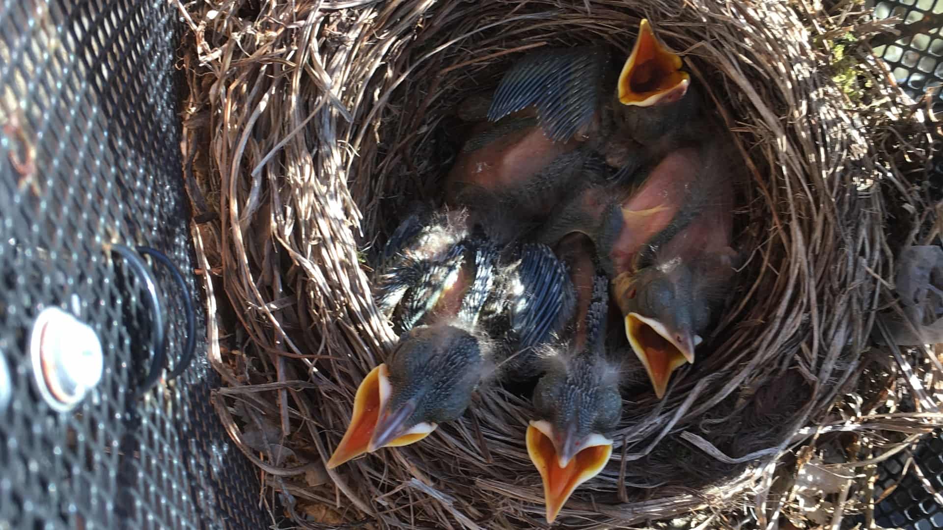 Naaaaah Nååååh, hvor nuttet!: Her er vinderen af ugens fotokonkurrence ...