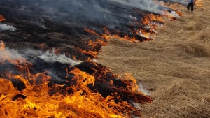 Ild og afbrænding har flere fordele, som godt kan bruges på Fredericias volde, mener Jens Galby, der her har fotograferet sin egen afbrænding i Rudersdal Kommune. Foto: Jens Galby