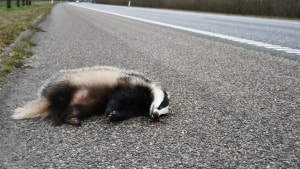 Der ligger forholdsvis mange døde grævlinger langs vejene for tiden. Her er det på Århusvej ved Viborg. Foto: Line Østergaard Pedersen