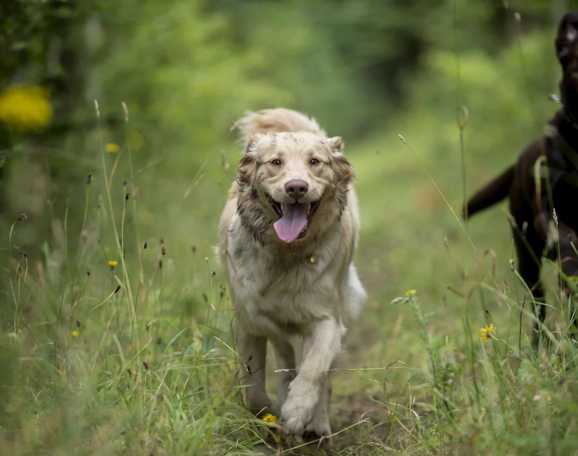 Løs Hund Forårsager Kæmpe Færdselsuheld Fem Biler Stødt Sammen På Motorvejen Jvdk 