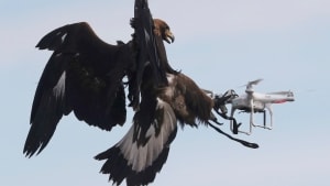 Midt i en militærøvelse i Frankrig i 2017 så en ørn sig sur på en drone, der forstyrrede luftens fred. Så selv om forskere ser potentiale i at bruge droner i naturbeskyttelse, kræver det sin drone at udføre opgaven. Foto: Regis Duvignau/Ritzau Scanpix