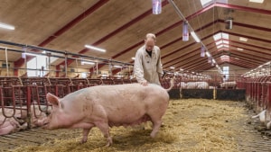 I sidste ende handler alt om, at grisene trives, understreger driftsleder Karsten Jørgensen.