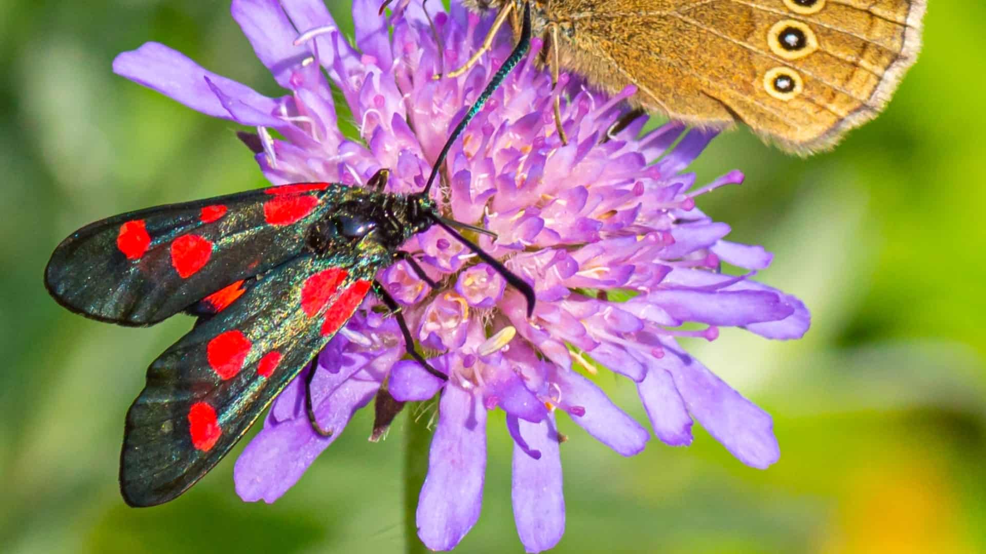 Insectaer Livestream fra Aarhus Universitet om insekter | ugeavisen.dk