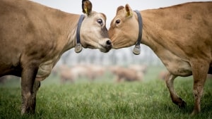 Kampen om den grønne ko kan let blive en skyttegravskrig uden nuancer. Ja, vi spiser for meget kød i Danmark, og det er ikke holdbart hverken for klima eller sundhed. Men derfra til, at der kun skal produceres bønner og ærter, det er langt at gå, vurderer Peter Lund fra Aarhus Universitet. Foto: Johan Gadegaard/Ritzau Scanpix
