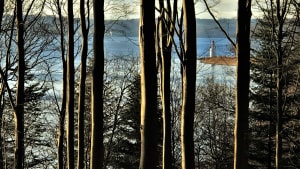 Produktionsskoven kræver langtidsplanlægning. Marts 2021 ved Vejle Fjord. Foto: Jacob Iskov, Træskohage