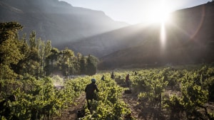 På den sydlige halvkugle er 2021-årgangen ved at blive høstet, som her ved Hottentot Holland-bjerget i Stellenbosch, Sydafrika. Foto: Marco Longari / AFP