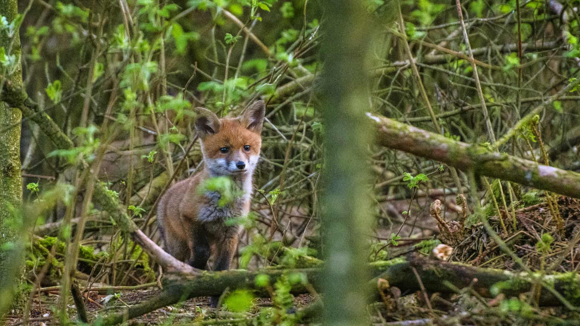 Ræve på røverstien: Fotograf fanger søde rævehvalpe helt tæt på ...