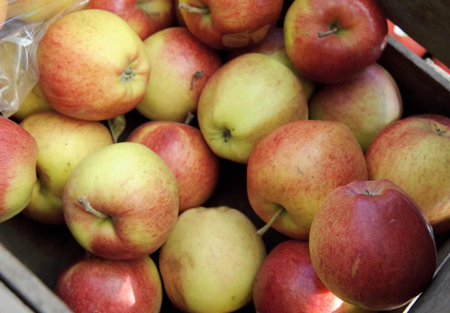 Nu kan allergikere æbler | fyens.dk