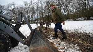 Kan man øremærke en hjort? Et nyt EU-direktiv kræver øremærkning i begge ører, men det er en umulig opgave, siger danske hjorteavlere. Derfor er de flere steder i landet gået i gang med at aflive deres egne dyr og proppe kødet i fryseren. Foto: Emil Jørgensen
