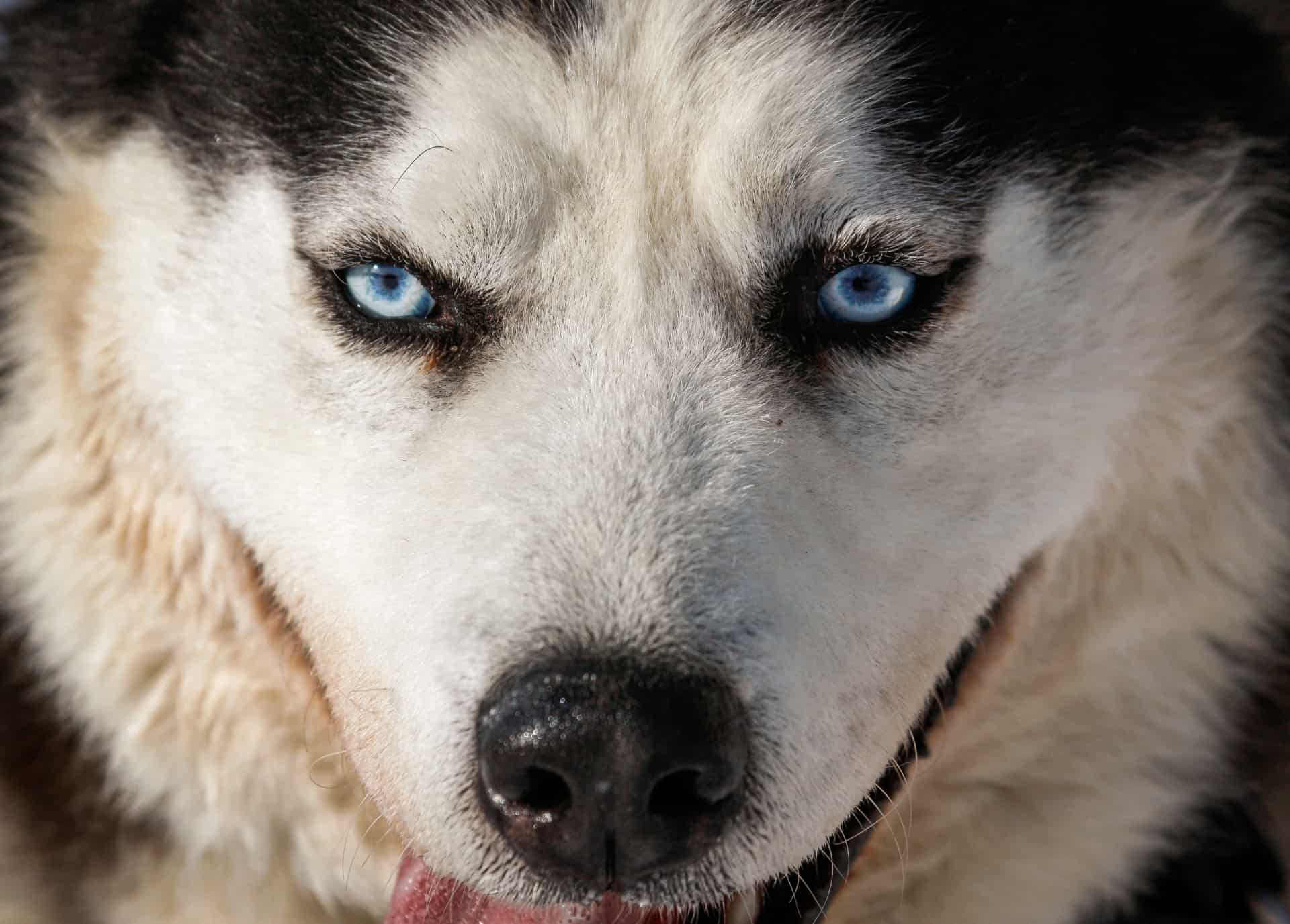 Hund Blev Angrebet, Og Flere Høns Blev Dræbt, Da Mand Ikke Havde Sine ...