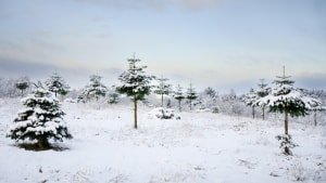 Retningen af et højtryk mellem Irland og Grønland afgør, om landskaberne bliver pakket ind i sne til jul. Foto: Bo Amstrup/Ritzau Scanpix