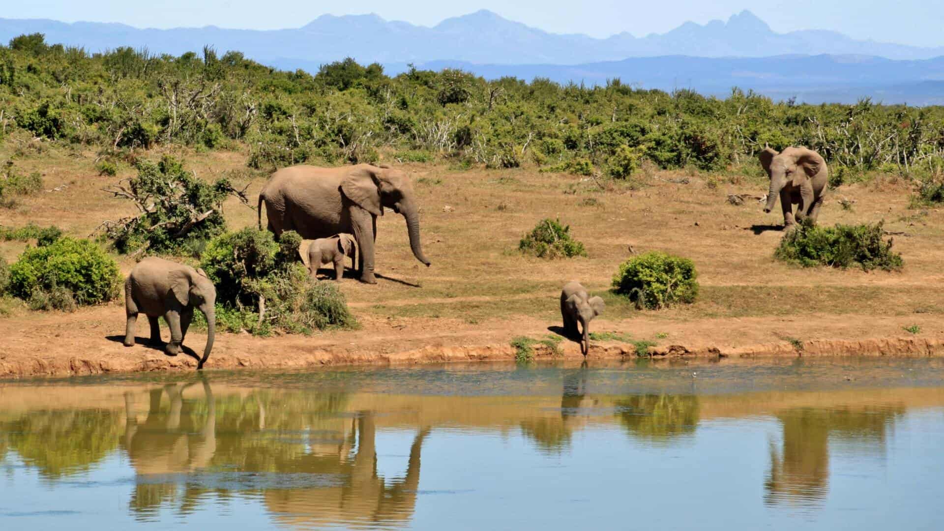 Africa Tours arrangerer unikke safari rejser til Kenya | ugeavisen.dk