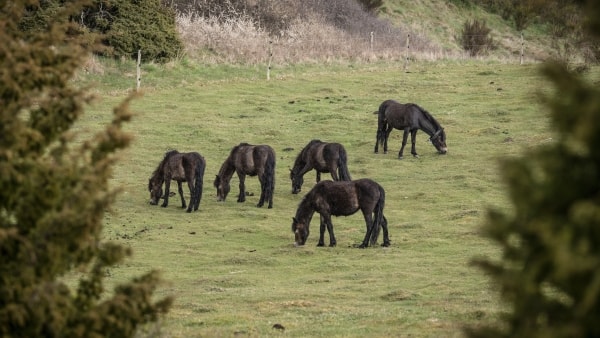 Ny ejer vil nedtrappe konflikten på Mols