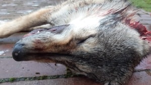Det ulvelignende dyr blev fundet ved motorvejen i nærheden af Esbjerg. Foto: Naturstyrelsen.