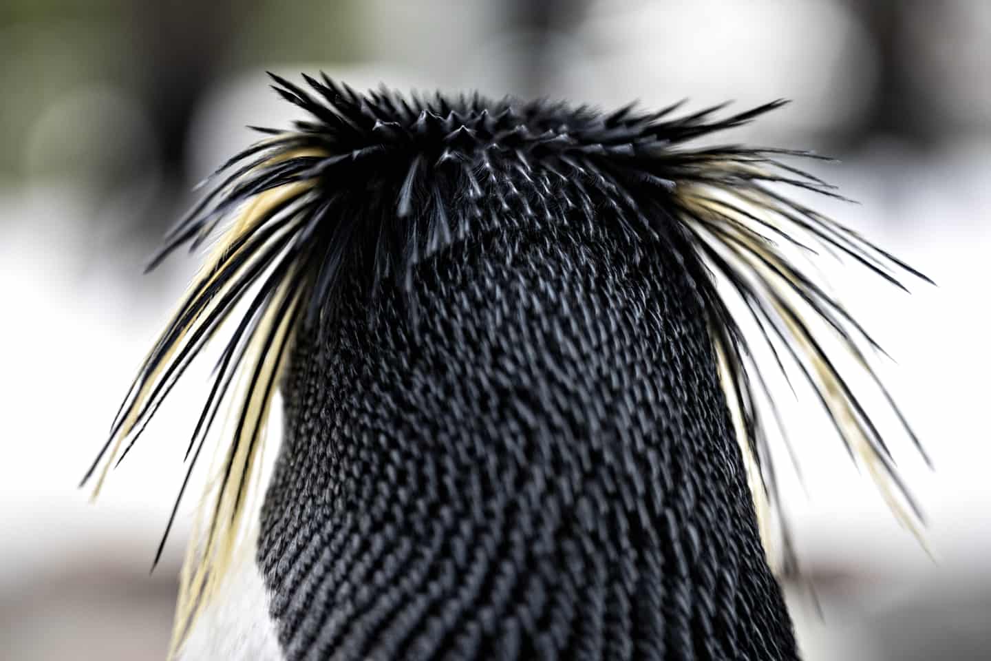 Odense Zoo Slap Pingvinerne Los I Sneen Ugeavisen Dk