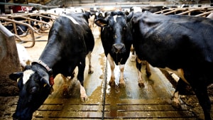 Koen er en af landbrugets store klimaskurke, fordi den udleder metan, når den fordøjer foder. Lige nu tester en række lande, herunder Danmark, hvordan tilsætningsstoffer i foderet kan mindske udledningen af metan med 30 procent. Foto: Torkil Adsersen/Ritzau Scanpix