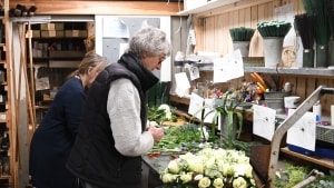Else Lethenborg har bundet blomster siden 1979. Hun gik egentlig på pension sidste år, men blev hentet ind for at hjælpe med travlheden i butikken, der i dag drives af sønnen Martin Lethenborg. Foto: Rasmus Hemmer